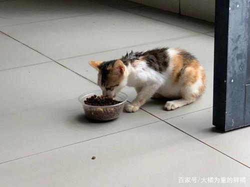 某女子吃猫视频被爆料,引发社会广泛关注与谴责 第3张 某女子吃猫视频被爆料,引发社会广泛关注与谴责 第3张